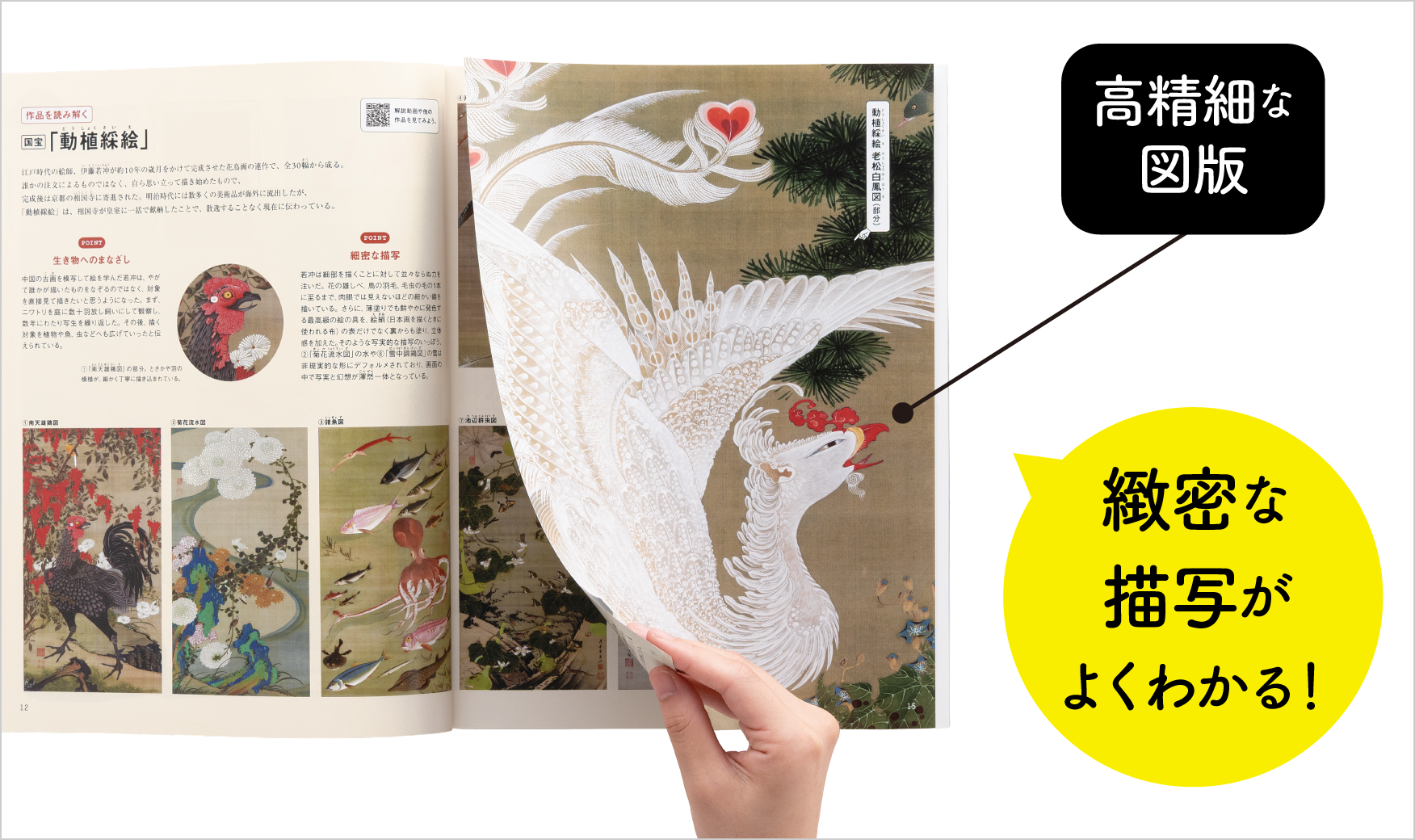 P.12～15「作品を読み解く『動植綵絵』」　画像