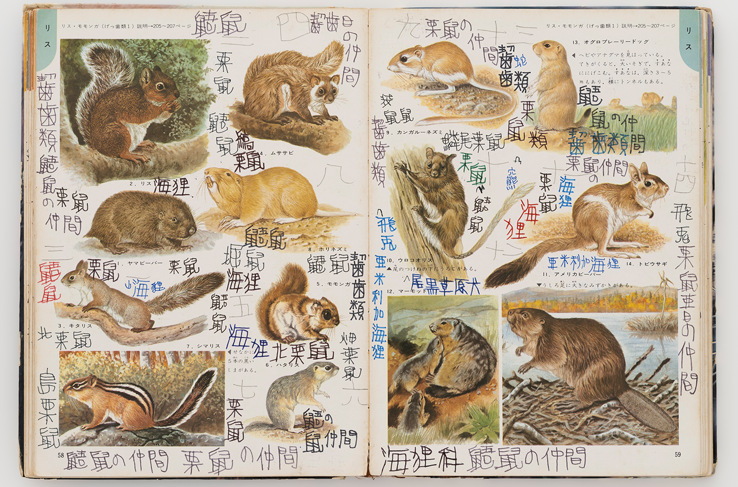 作品画像・無題(図鑑)